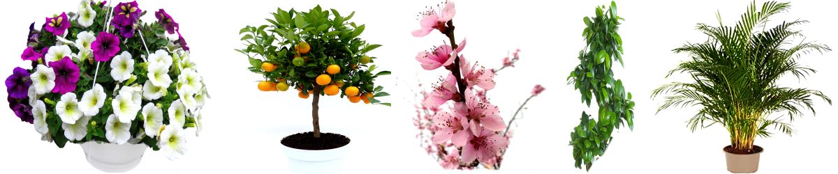 Pflanzenversand bei www.online-blumen-versand.de - Gartenblumen, Balkonpflanzen, Obstbäume und Sträucher hier online bestellen & weltweit versenden (Lieferservice-Pflanzen)